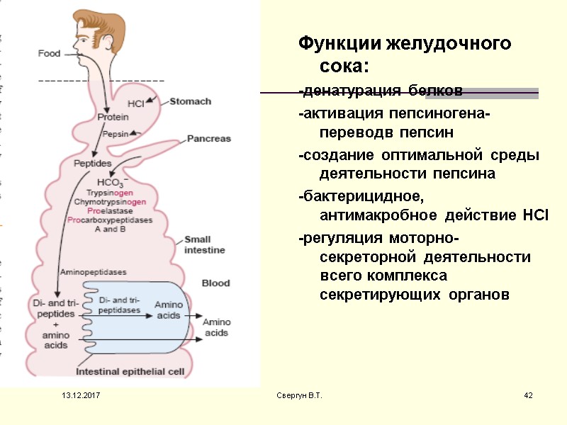 13.12.2017 Свергун В.Т. 42 Функции желудочного сока: -денатурация белков -активация пепсиногена- переводв пепсин -cоздание